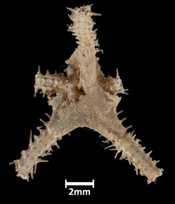 Media type: image;   Invertebrate Zoology OPH-2145 Aspect: dorsal